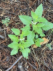 Solanum physalifolium