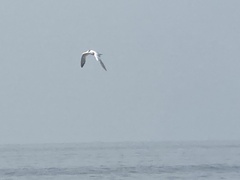 Thalasseus maximus