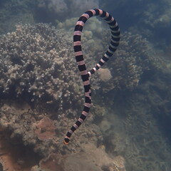 Laticauda saintgironsi