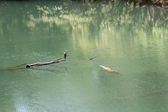 Crocodylus johnstoni