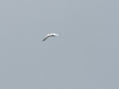 Thalasseus maximus