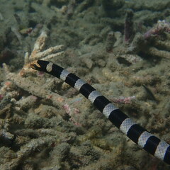 Laticauda saintgironsi