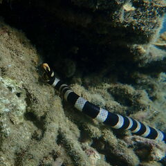 Laticauda saintgironsi