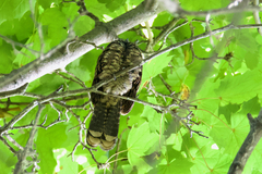 Antrostomus vociferus
