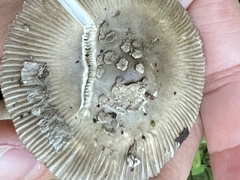 Amanita rhacopus