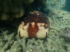 Culcita novaeguineae