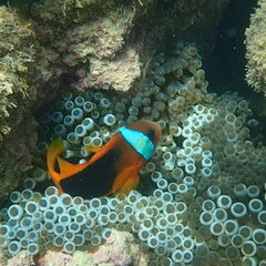 Amphiprion melanopus