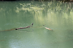 Crocodylus johnstoni