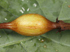 Neolasioptera boehmeriae