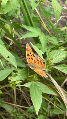 Polygonia c-aureum