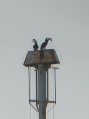 Anthracoceros albirostris