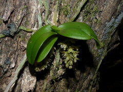 Drymoanthus adversus