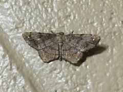 Hypagyrtis