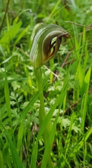 Pterostylis cucullata