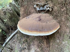 Ganoderma oregonense