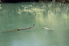 Crocodylus johnstoni