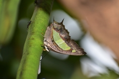 Polyura bharata