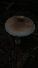 Lepiota rubrotinctoides
