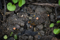 Pulvinula archeri