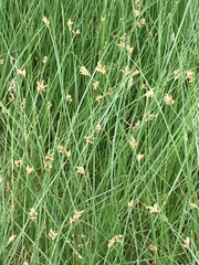 Carex divisa
