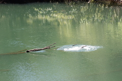 Crocodylus johnstoni