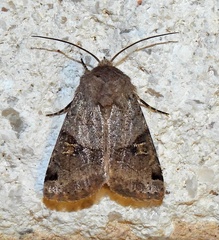 Ulolonche disticha