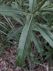 Verbesina virgata