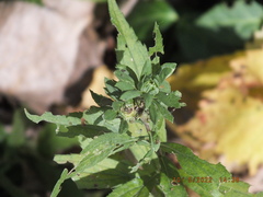 Procecidochares atra