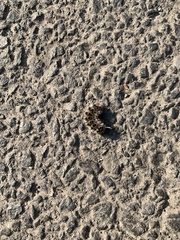 Lophocampa roseata