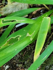 Dichanthelium laxiflorum