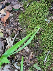 Dichanthelium laxiflorum