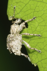 Brachyolus punctatus
