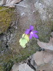 Pinguicula macrophylla