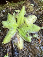 Pinguicula macroceras