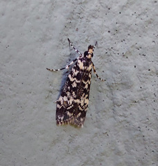 Scoparia exhibitalis