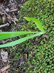 Dichanthelium laxiflorum