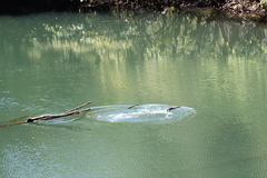 Crocodylus johnstoni
