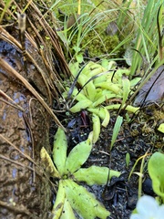 Pinguicula macroceras