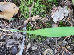 Dichanthelium laxiflorum