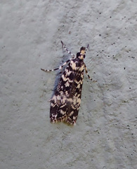 Scoparia exhibitalis