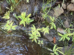Pinguicula macroceras
