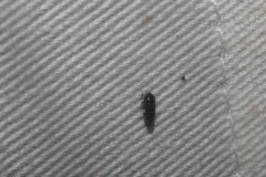 Xestocephalus