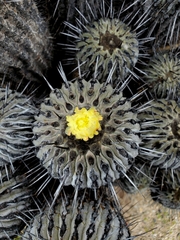Copiapoa dealbata
