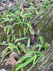 Dichanthelium laxiflorum