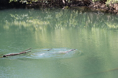 Crocodylus johnstoni