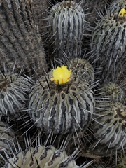 Copiapoa dealbata