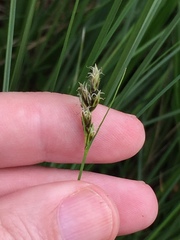 Carex divisa
