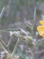Sennius discolor