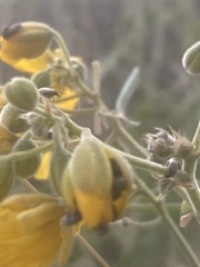 Sennius discolor