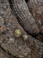 Copiapoa dealbata
